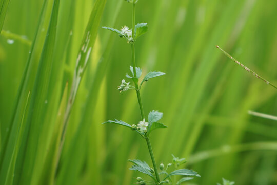 野甘草