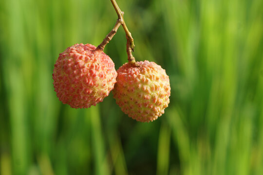 新鲜荔枝