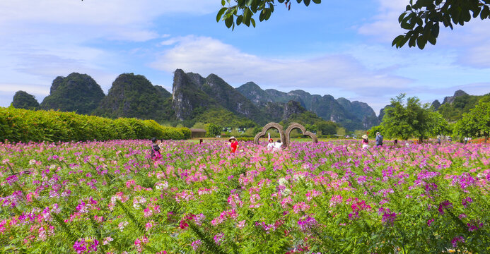 醉蝶花海