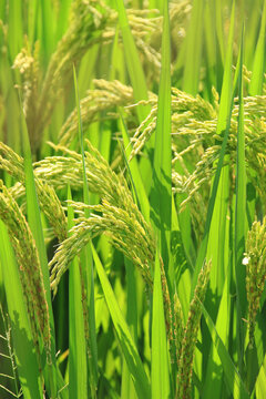 水稻生长期