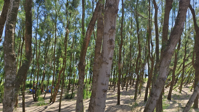 茂名海滩边上的防风林