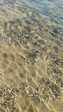 海水下的生蚝壳小路