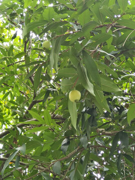 深圳荔枝公园里种植的蒲桃