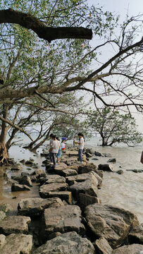 深圳西湾红树林公园退潮后景色