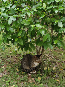 小区里流浪的狸花猫