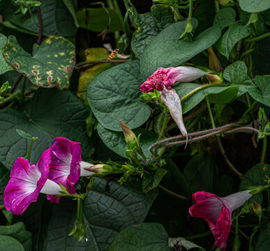 抓拍花上的蜜蜂