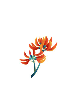 刺桐花兩朵