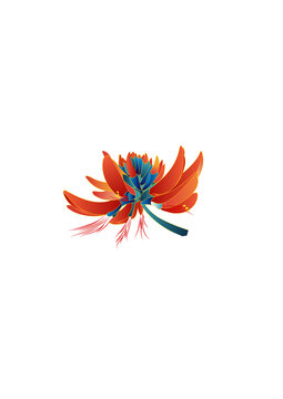 刺桐花中間