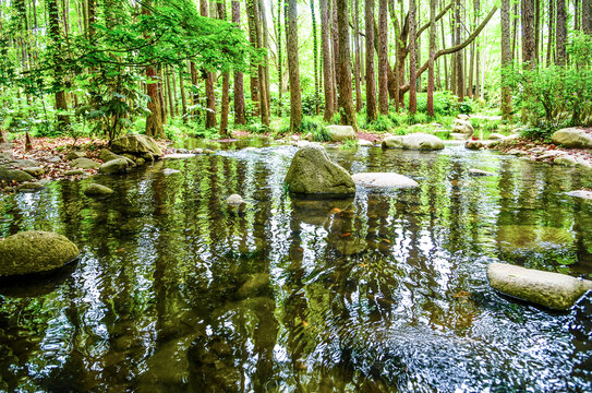 森林水景