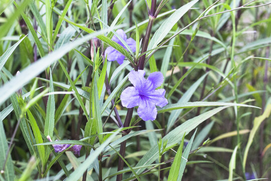 蓝花草