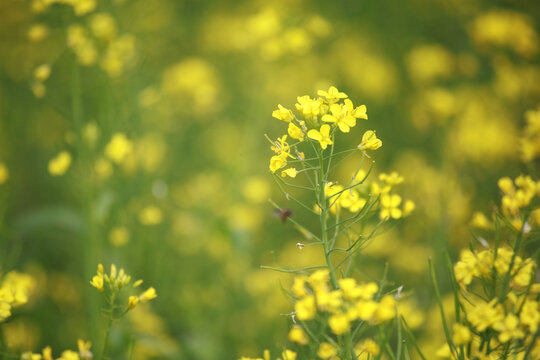 油菜花