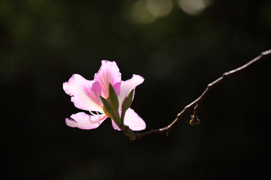 紫荆花特写