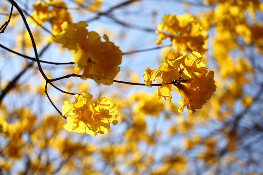 黄花风铃木