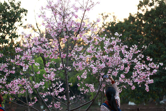 广州樱花