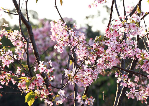 樱花