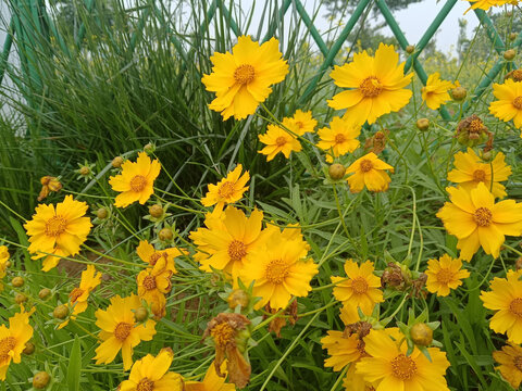 金鸡菊花海