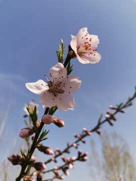 桃花