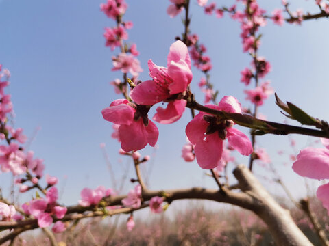 桃花