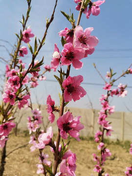 桃花