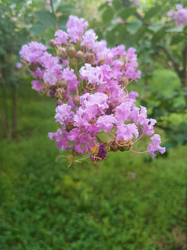 紫薇花