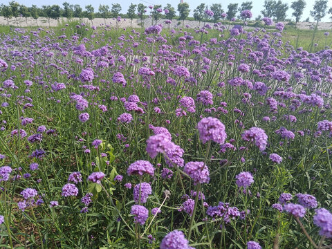 马鞭草花海