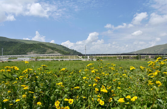 野菊花