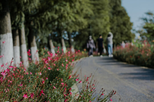 山桃草小路