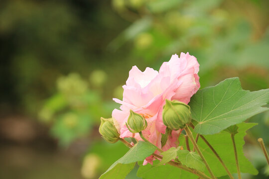 木棉花