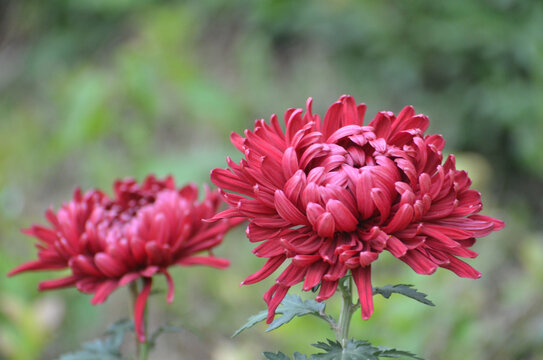 一对红色菊花