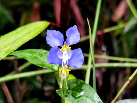 鸭拓草花