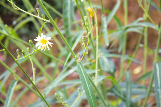 翅果菊