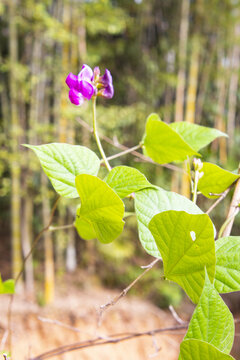 扁豆花