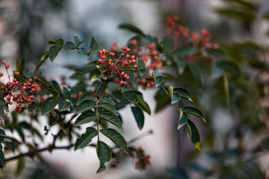 花椒树种植青花椒采摘