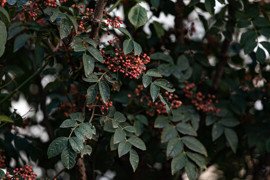 花椒树种植青花椒采摘