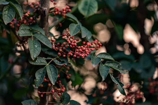 花椒树种植青花椒采摘