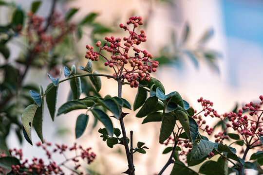 花椒树种植青花椒采摘