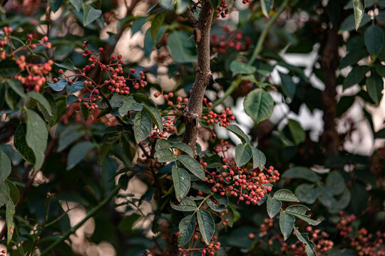 花椒树种植青花椒采摘