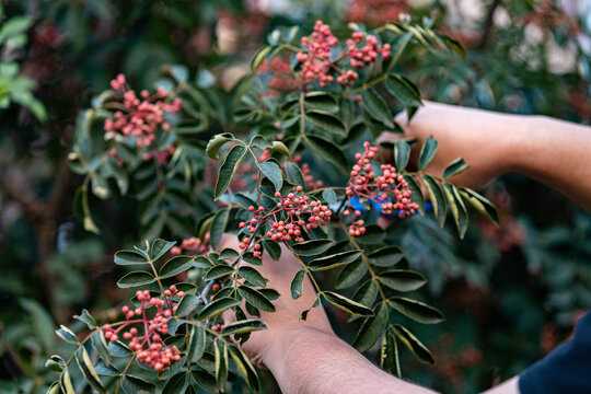 花椒树种植青花椒采摘