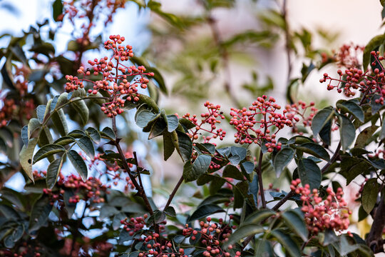 花椒树种植青花椒采摘