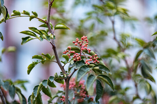 花椒树种植青花椒采摘