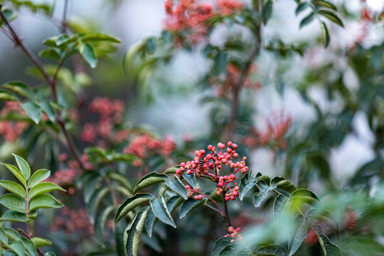 花椒树种植青花椒采摘