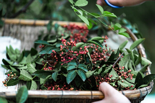 花椒树种植青花椒采摘