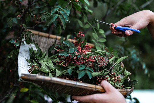 花椒树种植青花椒采摘