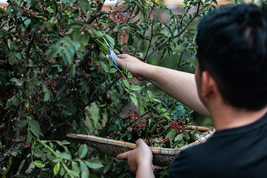 花椒树种植青花椒采摘