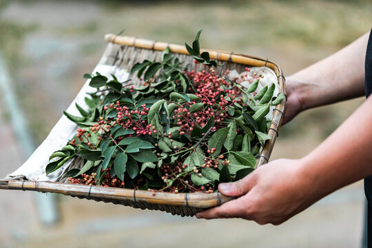 花椒树种植青花椒采摘