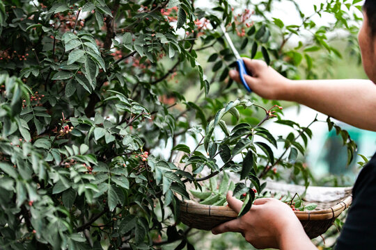 花椒树种植青花椒采摘