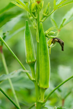 田园里种植的秋葵