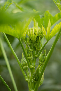 田园种植的秋葵