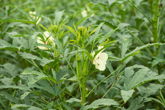 田园种植的秋葵