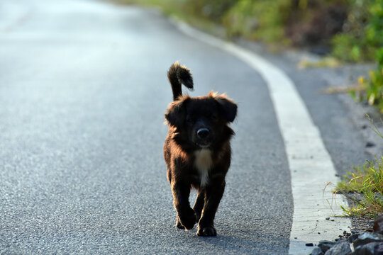 中华田园犬土狗